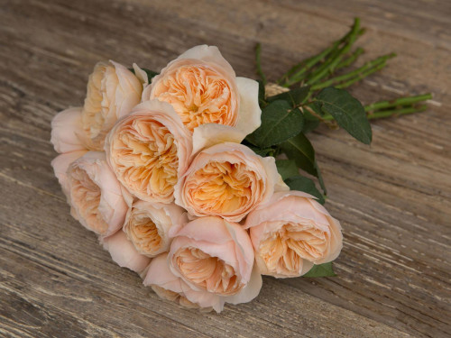 David Austin Wedding Rose  JULIET